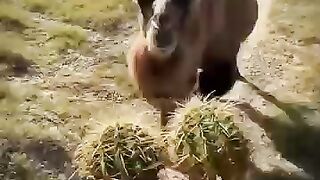 هل سبق لك ان رايت هدا