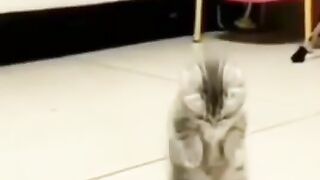 Funny cat video