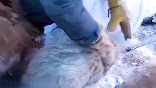 Scientists dragged a furry animal out of a hole. It turned Out to be the endangered pallas's cat.