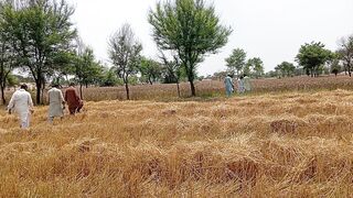 Pre-harvest visit of the FAO team to the wheat crop