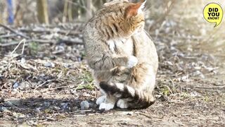 The Fascinating Healing Power of Cat's Tongue