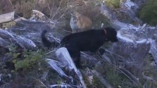 Puma stands off with man and dog