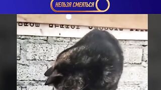 Смех с водой