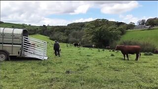 A new Bull in town.
