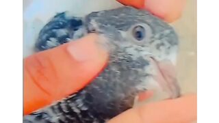 My pet my pigeon