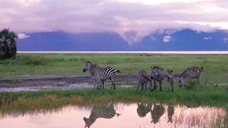 Zebra eating grass with beautiful lake