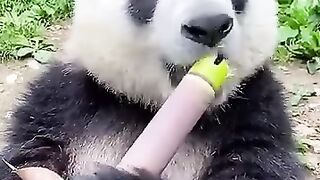 Cute panda animal