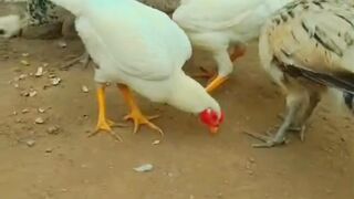 Chickens eating grain