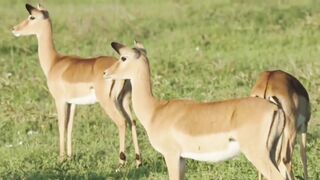 Deers are eating grass And inspecting your area