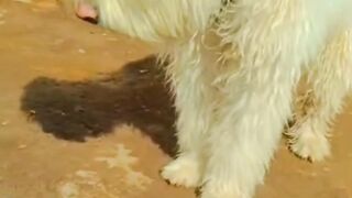 Cute dag best dog video