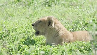 name Movement of the lion in the junglem