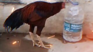 My fighter chicken
