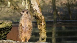 #5Suricata