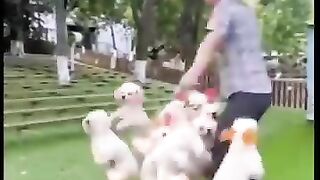 Cute dogs