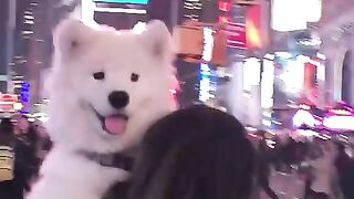 Five years of carrying this pup in fun places! Where should I carry him next. #dog #samoyed