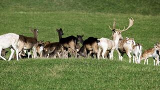 #deer