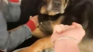My Dog Has a Pure Heart