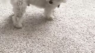 Other Dogs vs My Dog- The Finger Test