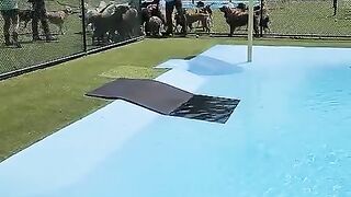 Pool Day for the Pups