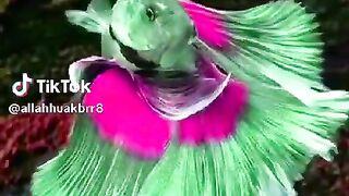 butifull fish  see