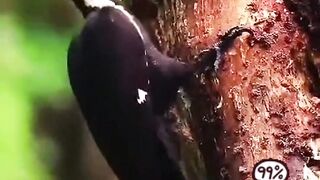 Bird eating on the big wood