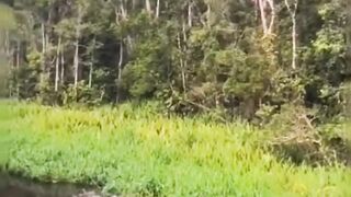 Birds Falling on the hill