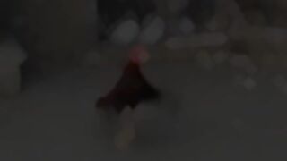 My fighter chicken