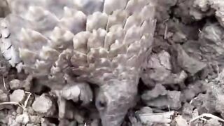 pangolin Find Food