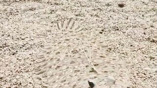 Sea fish on the rock under water