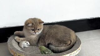 Kitten, rat and love bird