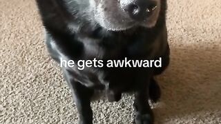 Funnydogs