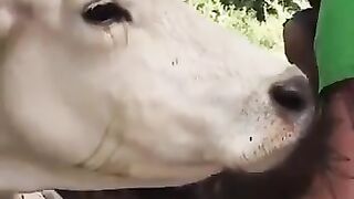 Mama cow shows gratitude to the kind man who saved her and helped deliver her calf
