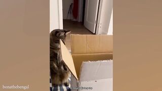 Funny cat video