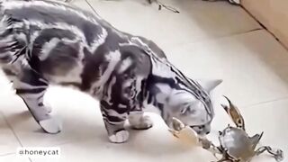 Cat's crazy Latency  !
