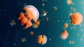Jellies