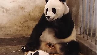 Sneezing panda baby