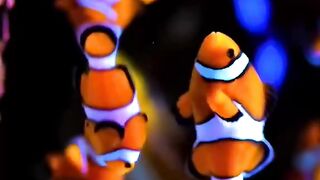 Beautiful coral reef
