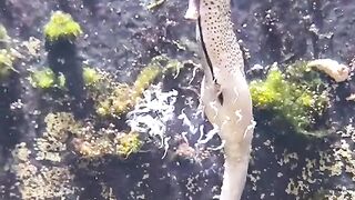Sea horse