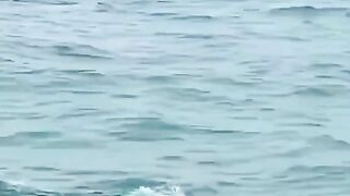 Have you ever seen a pink dolphin before?