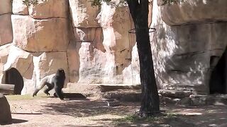 Zookeeper tries to escape from Gorilla!!