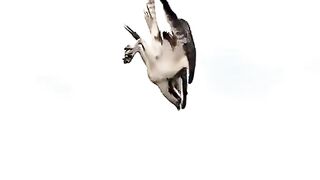 FISH EGAL
