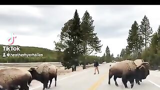 Don’t pet the fluffy cows hahahaha