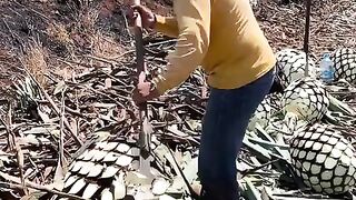 Cutting the leaves of an agave