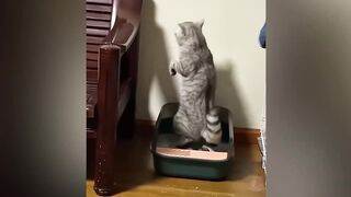 Adorable Dogs and Cats Compilation!
