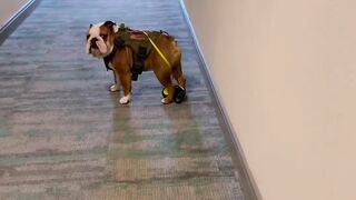 Funnydogs