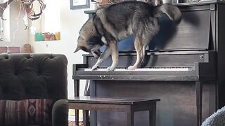 Funny dog