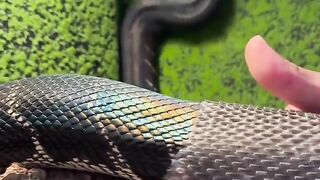 Watch as one of the rarest snakes in the world, Boelen’s python, shedding his skin