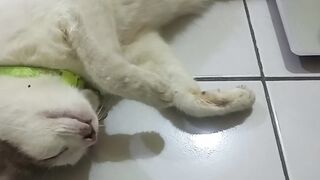 Kucing tidur