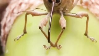 The life of a weevil insect
