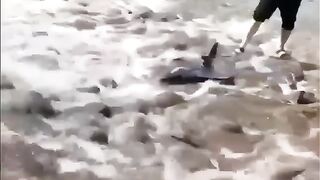awesome all in one plane